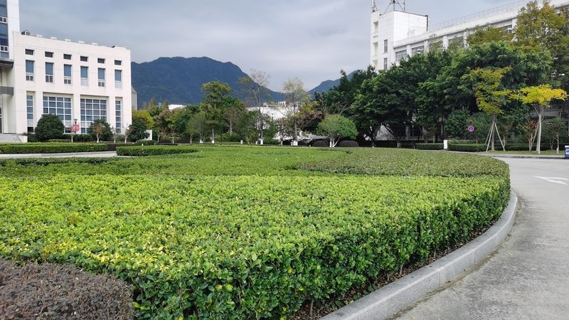 湖北武汉绿化草坪基地